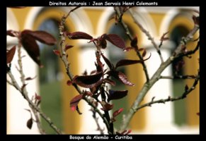 curitiba fotos,curitiba imagens,curitiba fotografias,curitiba postais