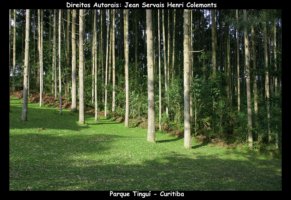 curitiba fotos,curitiba imagens,curitiba fotografias,curitiba postais