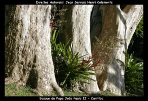 curitiba fotos,curitiba imagens,curitiba fotografias,curitiba postais